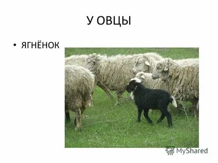 Загадка баран
