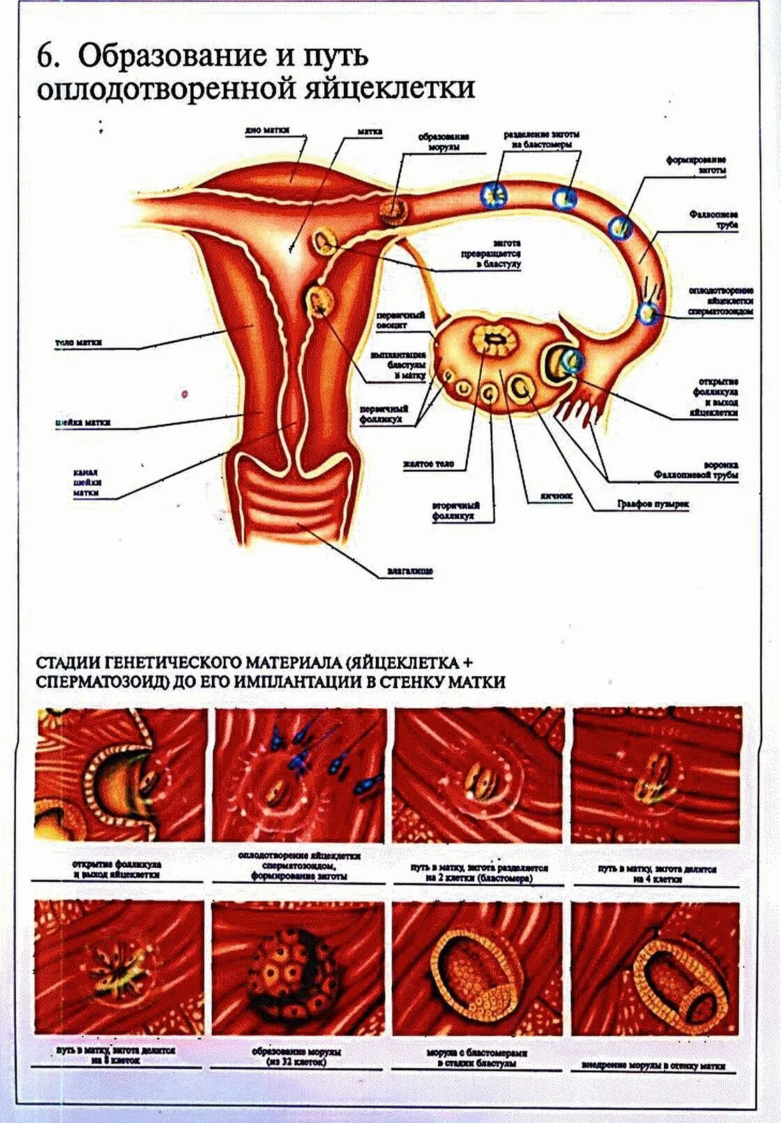 Прикрепление после овуляции. Схема путей яйцеклетки по маточной трубе. Движение яйцеклетки по дням цикла. Процесс оплодотворения яйцеклетки схема. Путь яйцеклетки после оплодотворения.