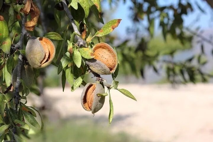 Almond Tree Self Pollinating - Diaco's Garden Nursery Melbourne
