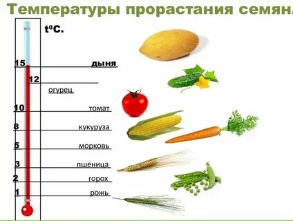 Оптимальная температура для семян
