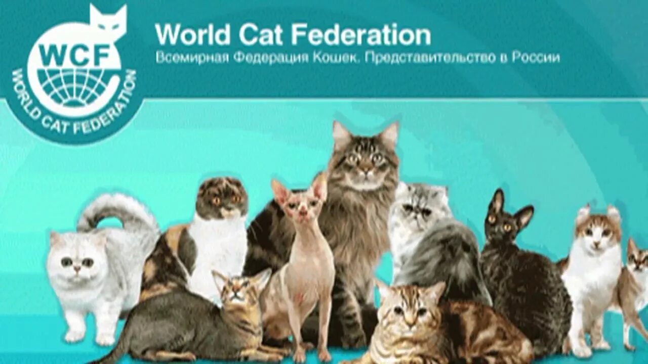 WCF(Международная Федерация кошек логотип. Международная Федерация кошек (Fife). WCF кошки. WCF World Cat Federation.