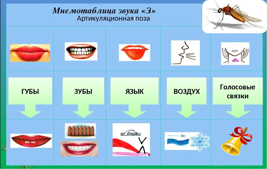 Схема артикуляции звука ж для детей. Артикуляция звука з. Характеристика звуков для дошкольников. Характеристика звука з. Анализ звука л