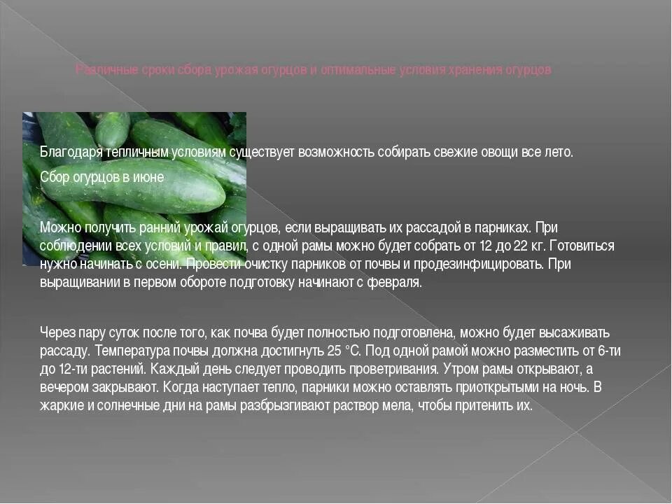 Огурцы сбор. Через сколько дней собирают огурцы. Высаживание рассады огурцов. Через сколько дней собирают огурцы. Гладкие сорта огурцов для теплицы.