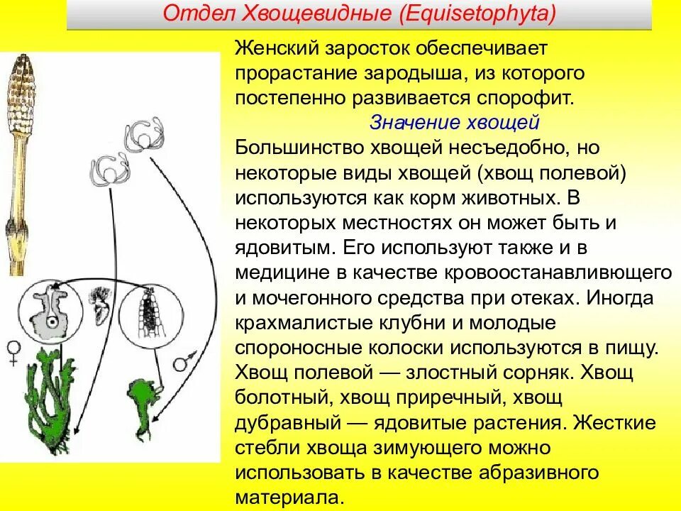 Хвощ спермий. Заросток хвощевидных. Хвощ полевой заросток. Заросток хвоща имеет вид. Значение хвощей.