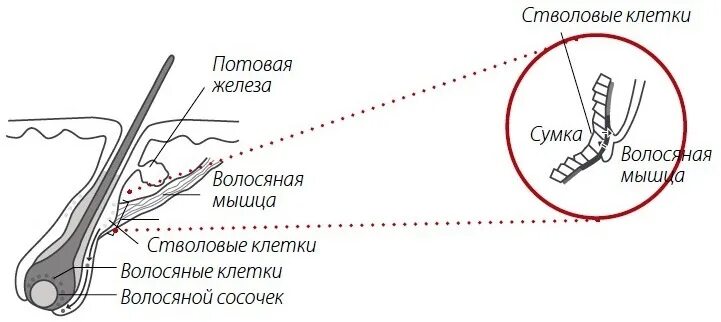 Строение волоса стволовые клетки. Структура волоса. Строение волоса зона Балдж.