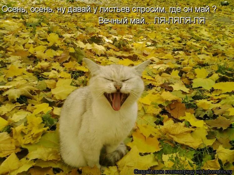 Осень ну давай у листьев спросим слова. Ну давай у листьев спросим текст. Осень осень ну давай у листьев спросим. А осень она не спросит стихи. Ну давай у листьев спросим текст.