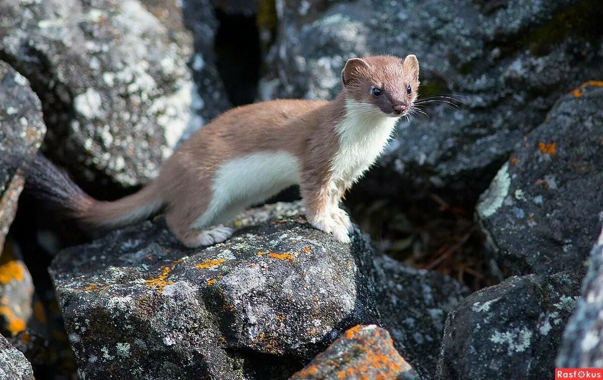 Тигирекский заповедник горностай. Ласка заповедник. Дальневосточный горностай. Сохондинский заповедник горностай. Ласка обыкновенная (mustela nivalis).