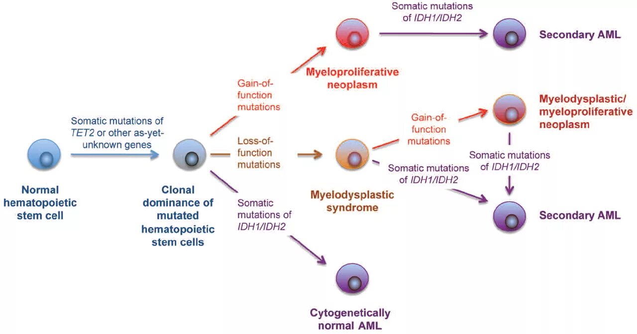Мутации idh1 idh2. Гемопоэтическая стволовая клетка. IDH мутация в опухолях. Idh2 мутация электрофорез. Aml проверка cryptozen