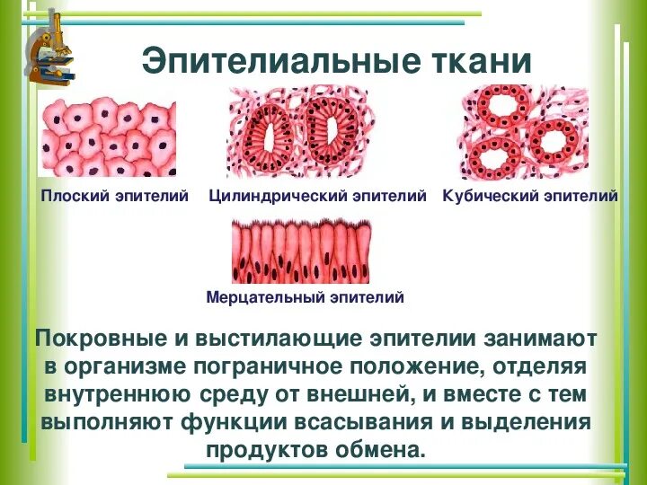 Какие функции выполняет эпителий. Функции эпителиальной ткани человека 8 класс биология. Функции эпителиальной ткани человека 8 класс. Эпителиальная ткань биология 8 класс. Цилиндрическая эпителиальная ткань функции.