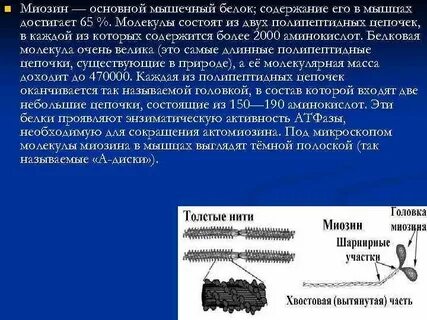Что не относится к факторам мышечного белка