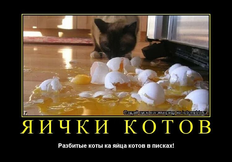 Можно коту яйцо. Кот разбитое яйцо. Котик с яйцами. Смешные яйца котов.