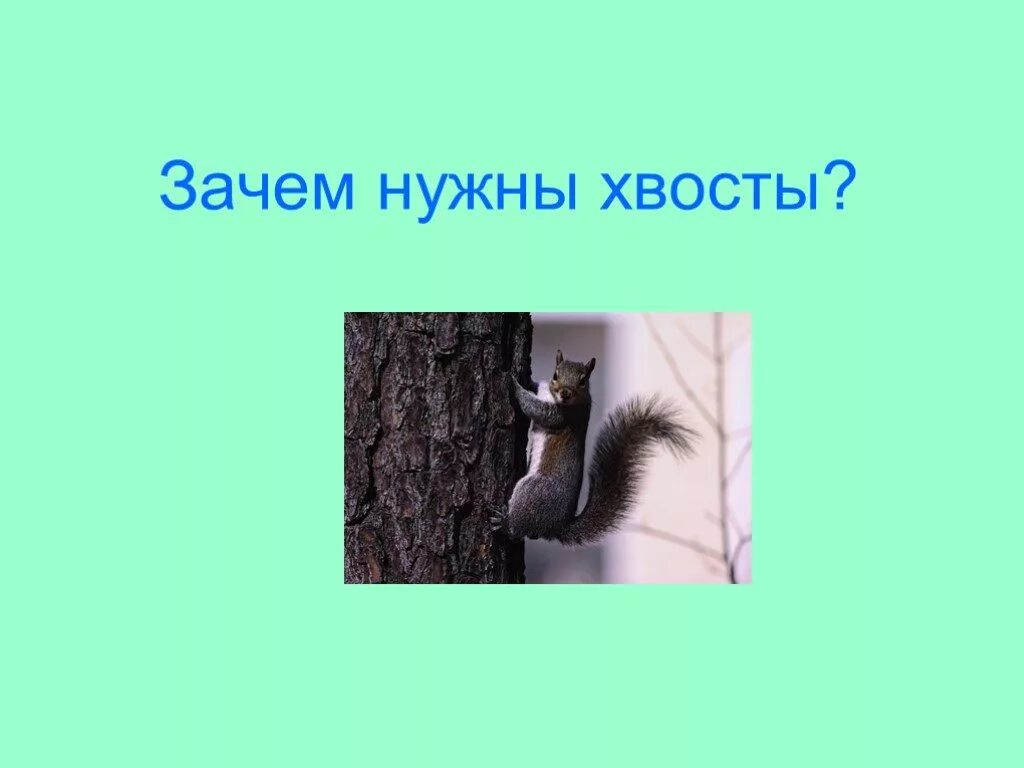 Заметил хвост. Для чего животным нужен хвост. Зачем нужен хвост. Зачем кошкам нужен хвост. Проект на тему зачем животным нужен хвост.