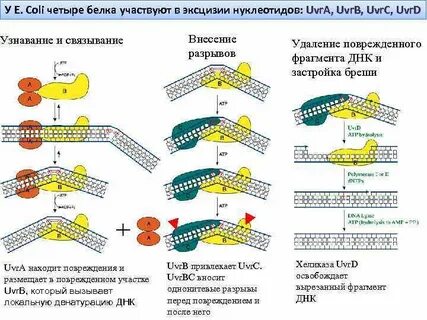 Репарация оснований