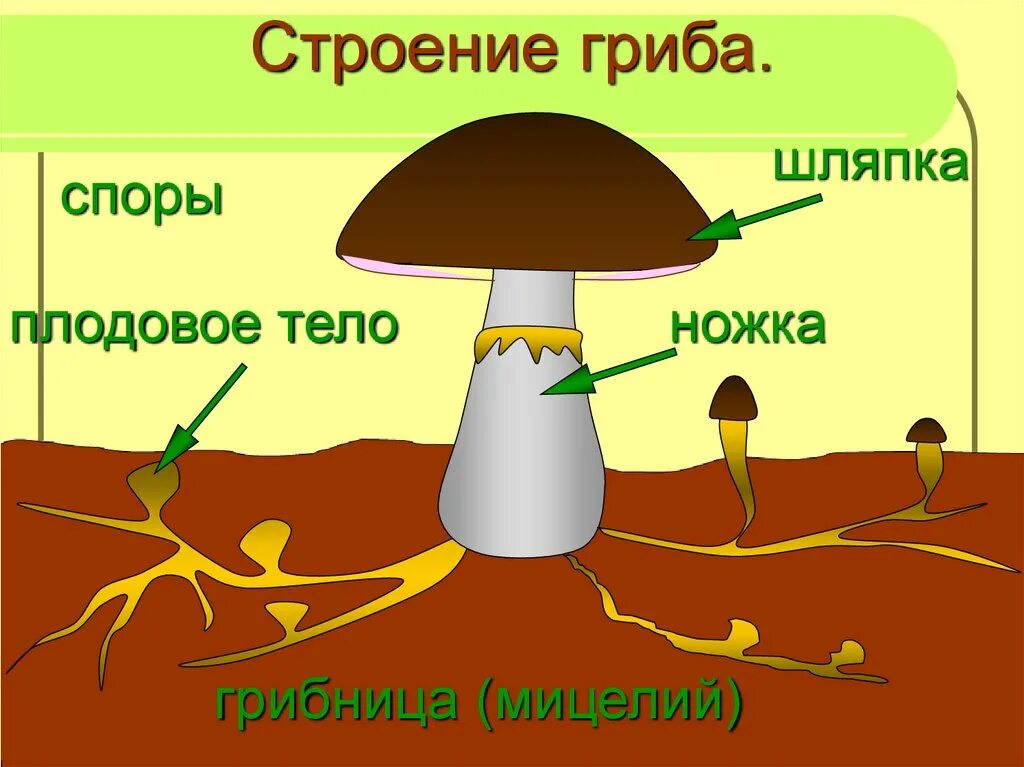Три группы шляпочных грибов. Строение шляпочного гриба. Схема гриба. Шляпочный гриб рисунок. Схема строения шляпочного гриба.
