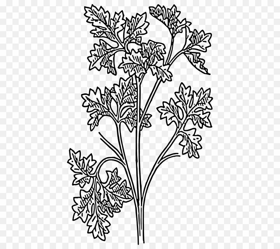 Петрушка раскраска. Зелень раскраска. Петрушка раскраска для детей. Петрушка раскраска. Петрушка раскраска.