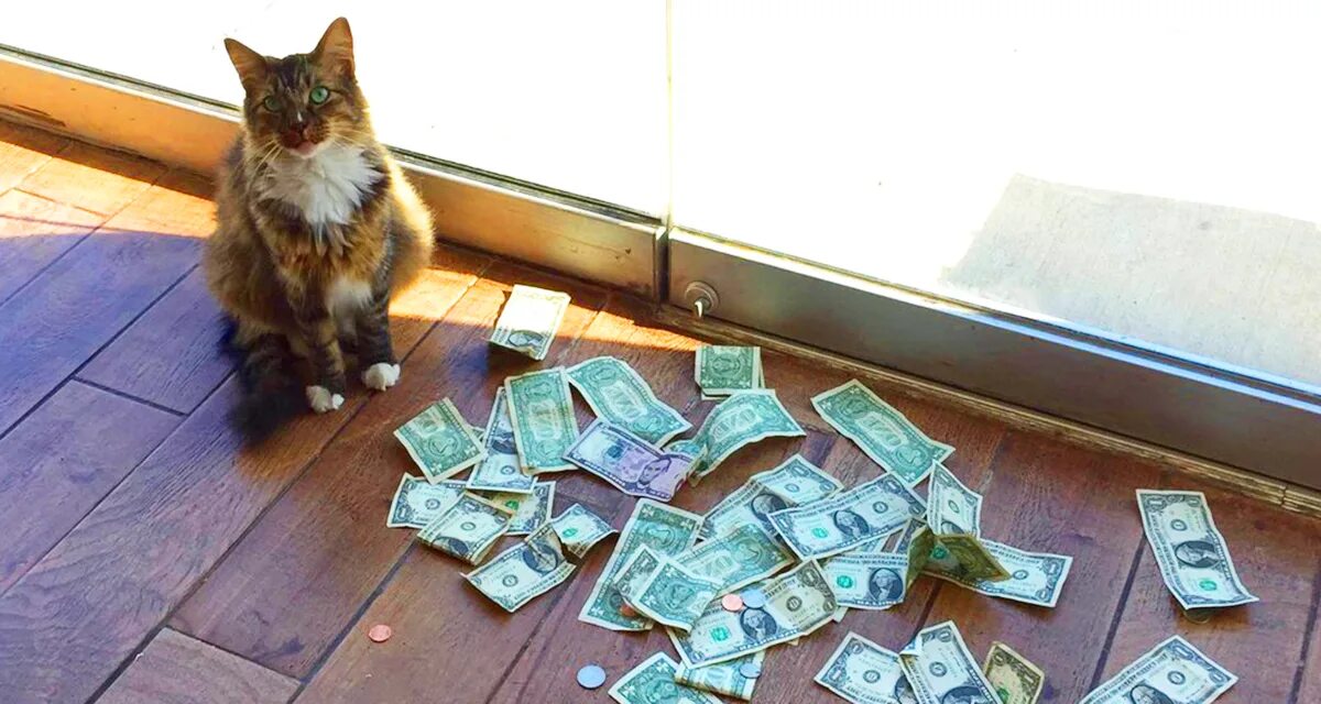 Котик с деньгами. Купюры с котиками. Котик без денег. Кот приносящий деньги. Несите денежки