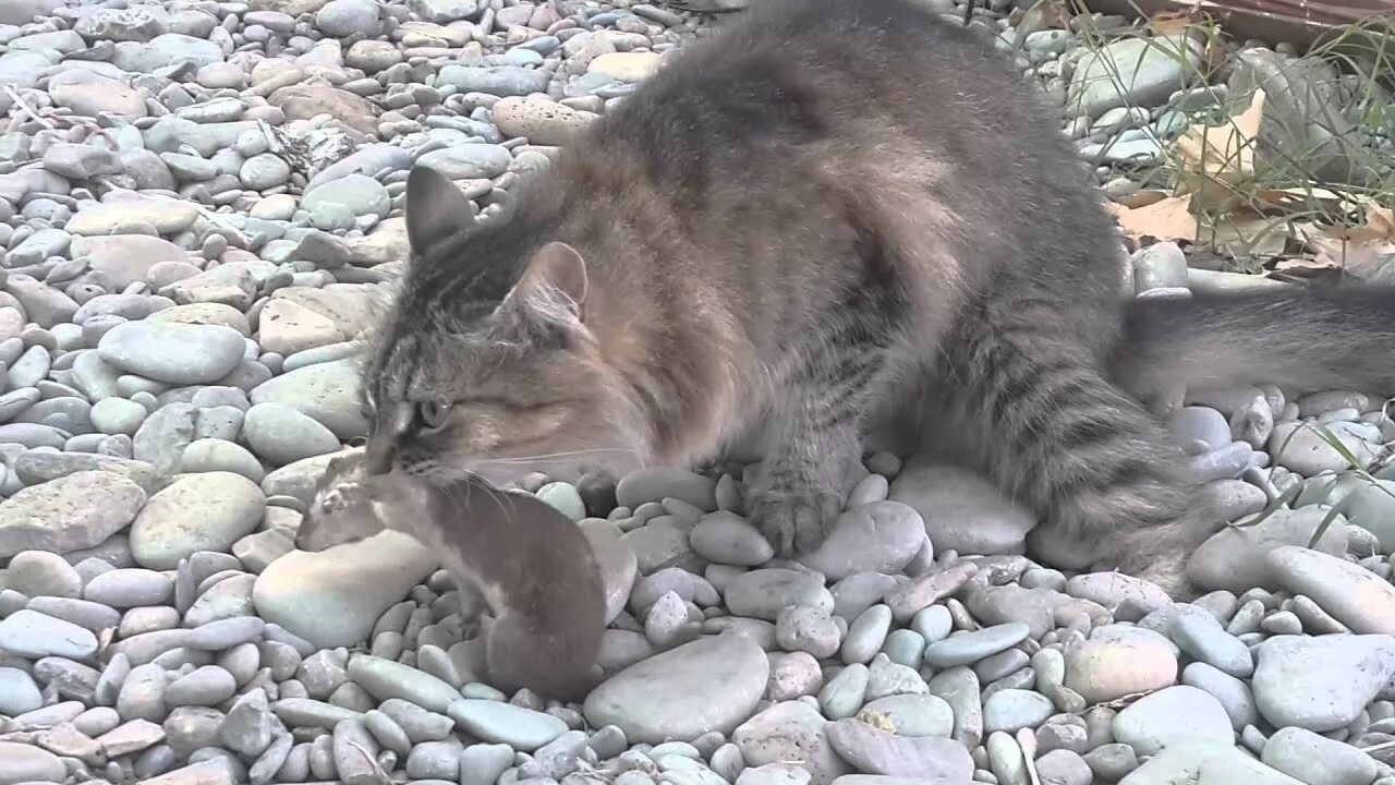 Ласка и кот. Ласка и кот