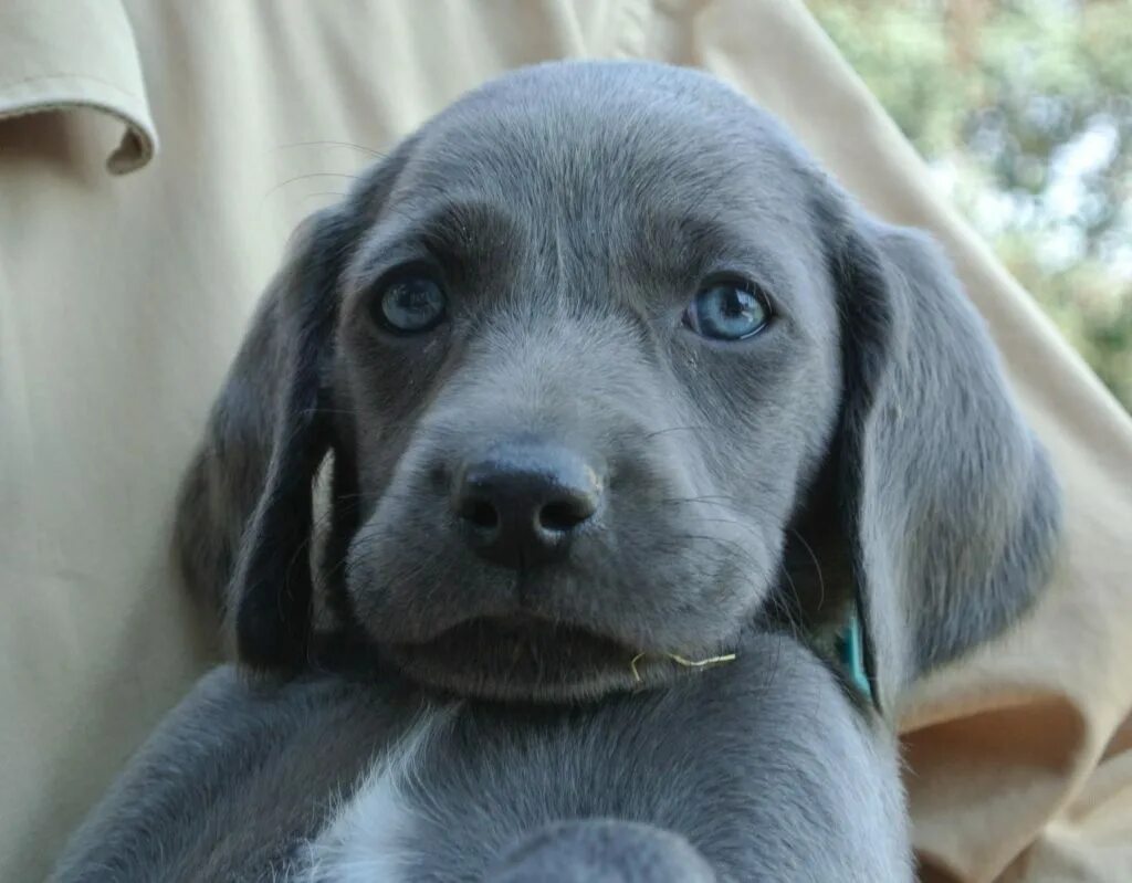 Пудель терьер. Голубая собачка игрушка. Блю-лейси порода собак. Ошейник для собак, синий. Картина синяя собака.