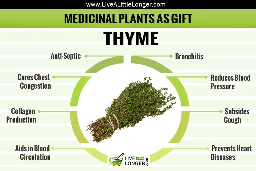 Medicine plants. Medicinal Plants презентация. "Medicinal Plants" крапива. Лекарственные растения на английском. Classification of Plants.