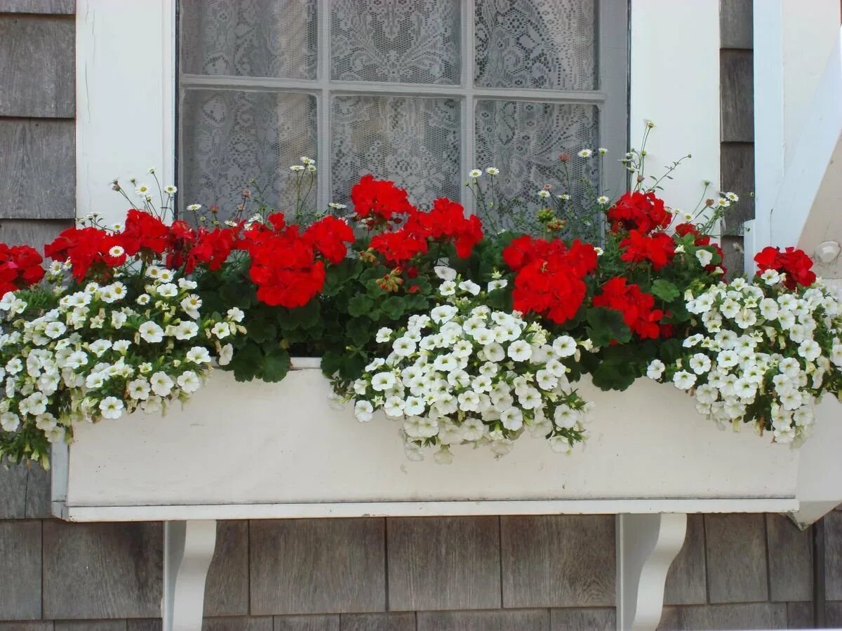 Герань балконная. Пеларгония ампельная balkon. Пеларгония ампельная в кашпо. Петуния ампельная балконная. Пеларгония ампельная в саду.