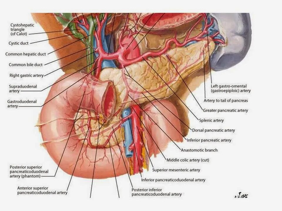 Анатомия поджелудочной железы Неттер. Анатомия поджелудочной.железы атлас Неттера. Кровоснабжение поджелудочной железы Неттер. Кровоснабжение поджелудочной железы анатомия. Сосуды желчного пузыря