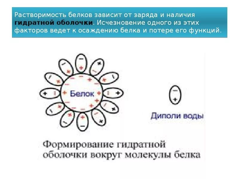 Растворы белков в воде. Формирование гидратной оболочки белка. Растворимость белков. Факторы влияющие на растворимость белков. Растворимость белков зависит от.