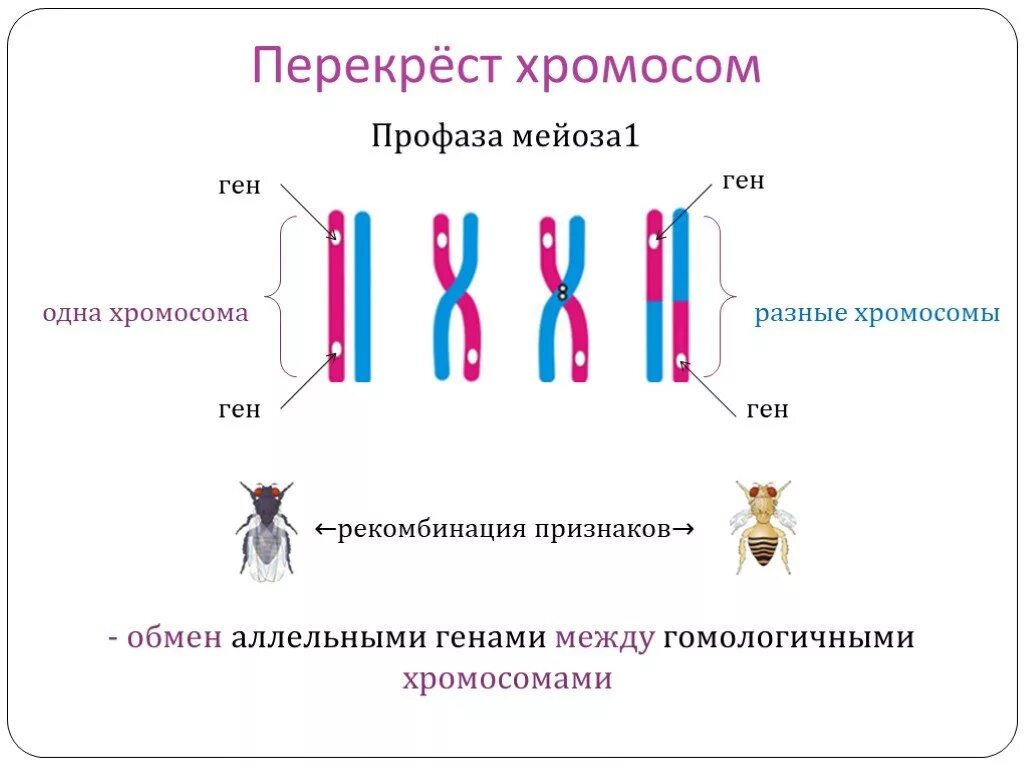 Обмен аллельными генами