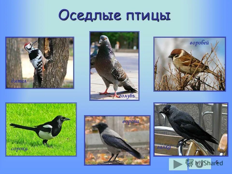 Оседлые это какие. Оседлые Кочующие и перелетные птицы. Оседлые птицы Алтайского края. Птицы зимующие- Кочующие и осёдлые, перелётные. Оседлые зимующие и перелетные птицы.