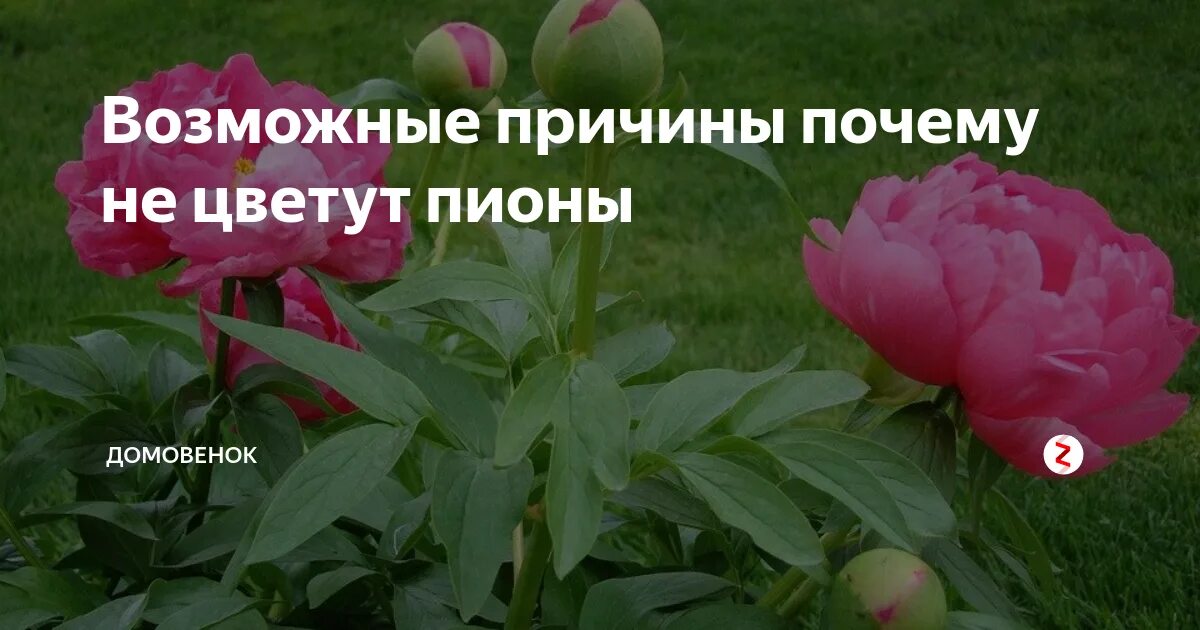 Пион не цветет несколько лет что делать. Почему не цветут пионы. почему пион не цветет причины. росему не цветет пион. пионы не цветут причины что делать.