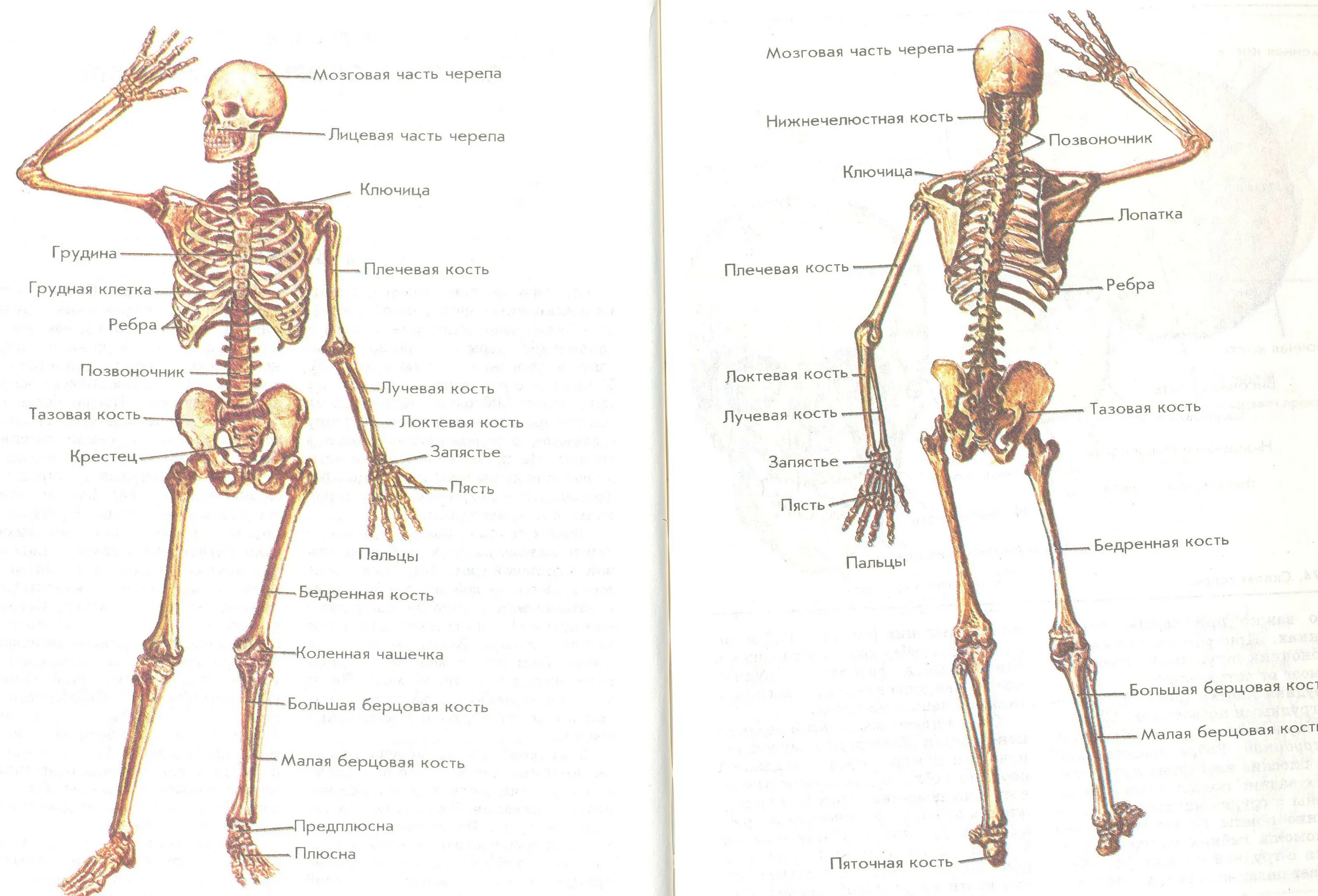 Строение скелета человекк. Строение скелета человека с названиями костей анатомия. Кости скелета схема. Схема скелета человека с названиями костей.