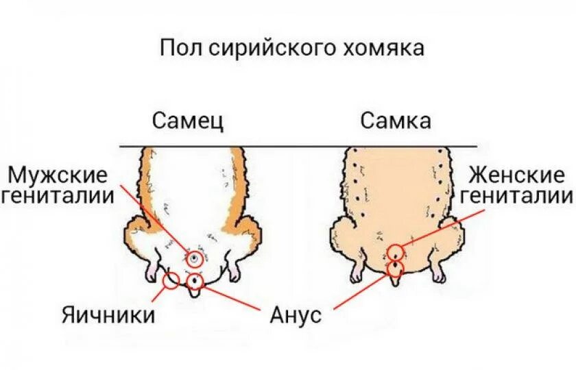 Как отличить маленьких. Как различить пол у джунгарских хомяков. Как отличить пол у хомяков джунгариков. Как различить пол хомяка джунгарика. Как узнать пол у джунгарских хомяков.