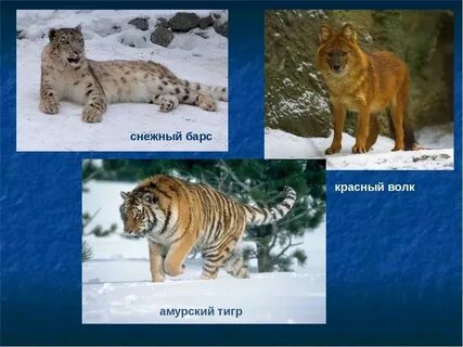 Покажи животных которые занесены