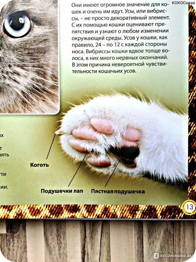 Интересные факты о кошках. Интересные факты о котах и кошках. Интересные факты о кашке. Кошки о них. Интересные факты о кошках.
