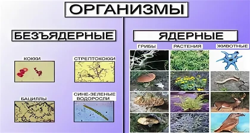 Ядерный организм биология 5 класс