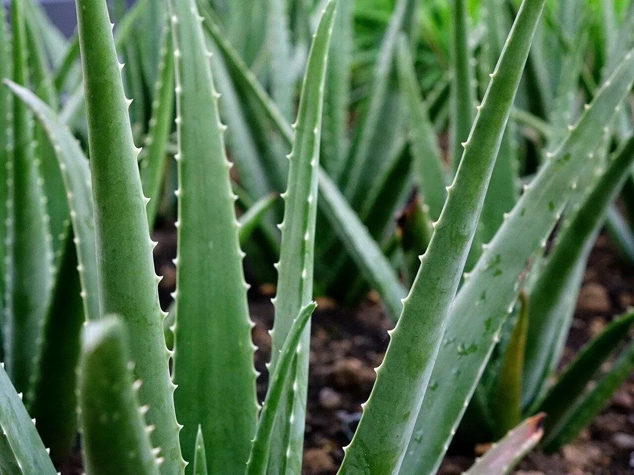 Aloe up. Алоэ гарипензис.