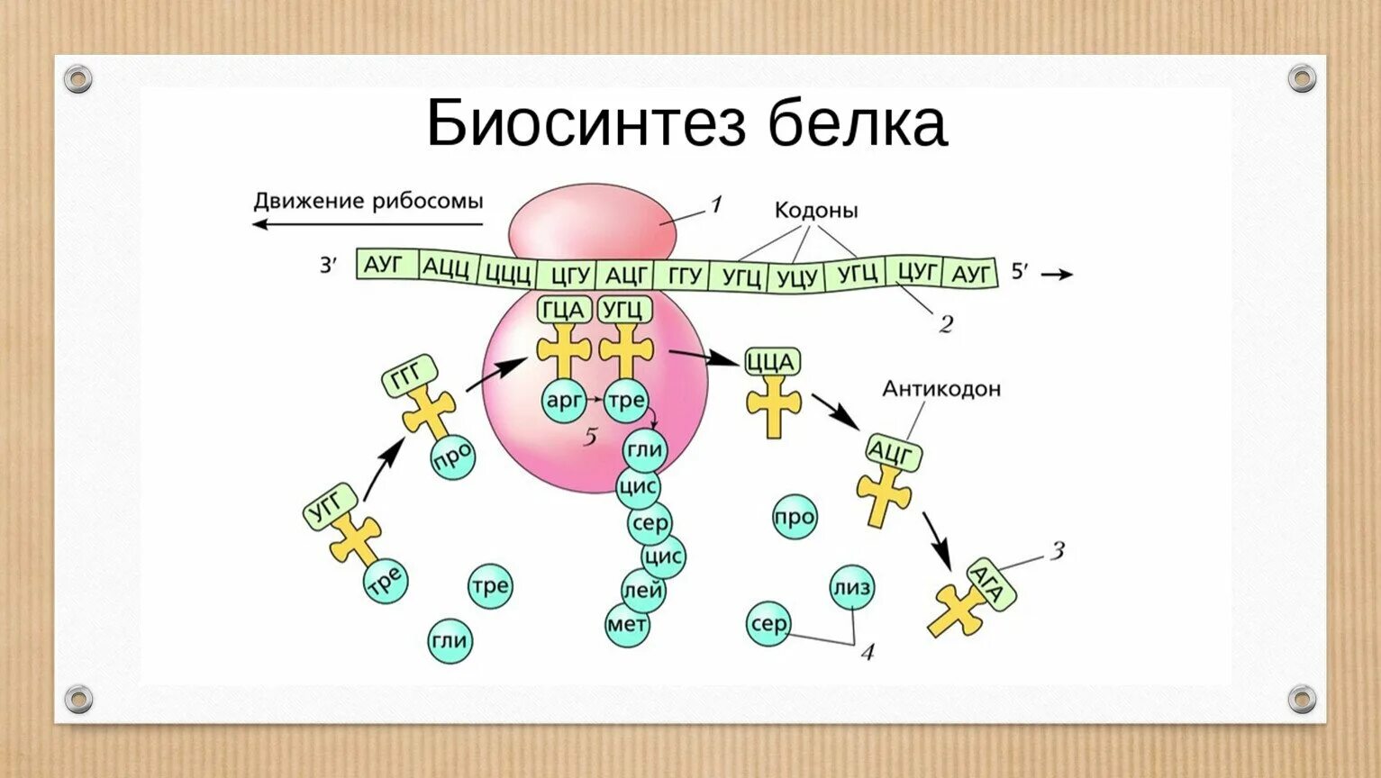 Биосинтез 3 этапа. Биосинтез белка схема 9 класс биология. Биосинтез белка биология в схемах. Биосинтез белка биология 11 класс.