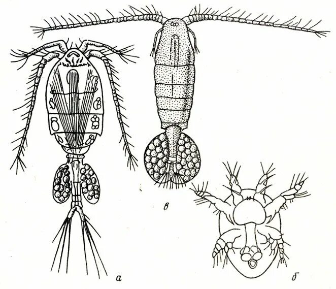 Циклоп представитель ракообразных. Веслоногий рачок циклоп. Планктонный рачок циклоп. Рачок циклоп строение. Веслоногие ракообразные (copepoda).