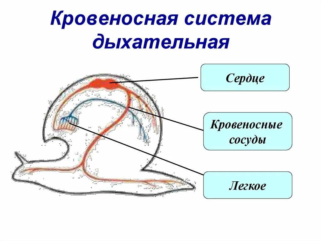 Орган дыхания устрицы. Схема кровеносной системы улитки. Брюхоногие моллюски дыхательная система. Дыхательная система брюхоногих моллюсков. Дыхательная система моллюсков схема.