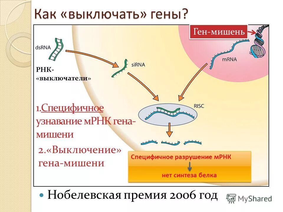 Разрушение рнк