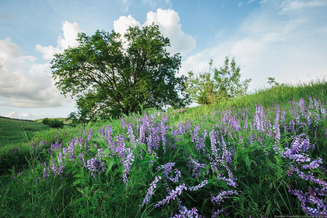 Растительный мир Самарской Луки. Самарская Губерния природа. Природа лето Самарская область. Полудни самарская область