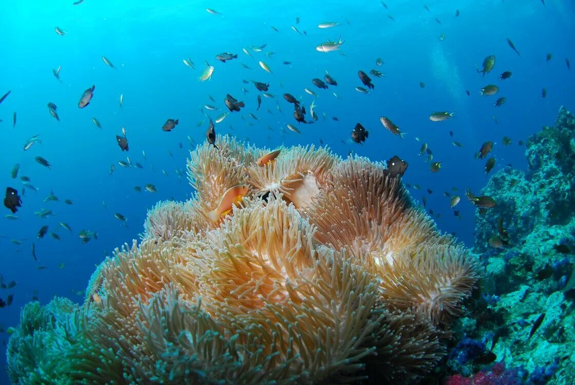 Много морских животных