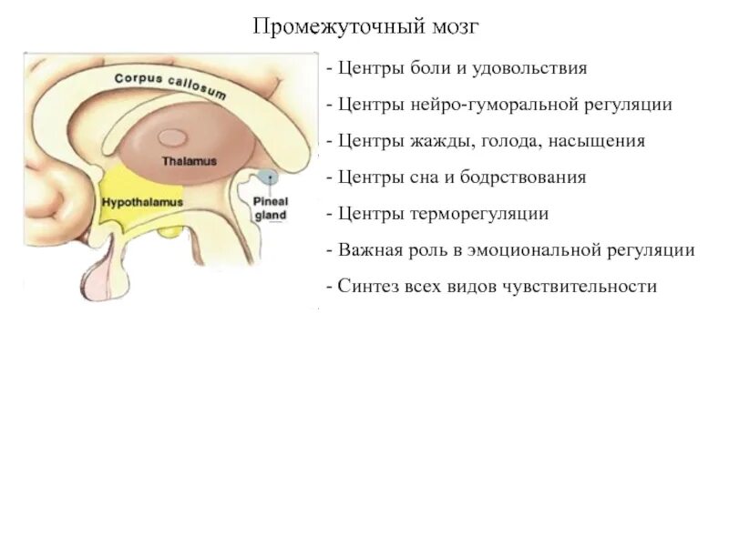 Содержит центры теплорегуляции голода и насыщения жажды. Центры промежуточного мозга. Центры удовольствия в мозге. Центры регуляции промежуточного мозга. Центр боли.