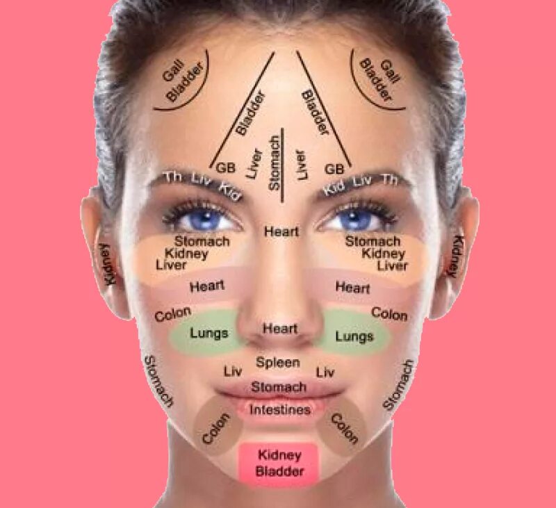 Название лица человека. Зоны лица. Части лица названия. Лицо обозначения. Морщины на лице и внутренние органы.
