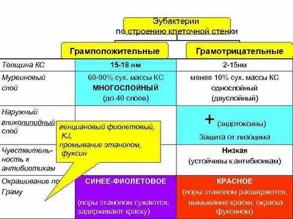 Эубактерии