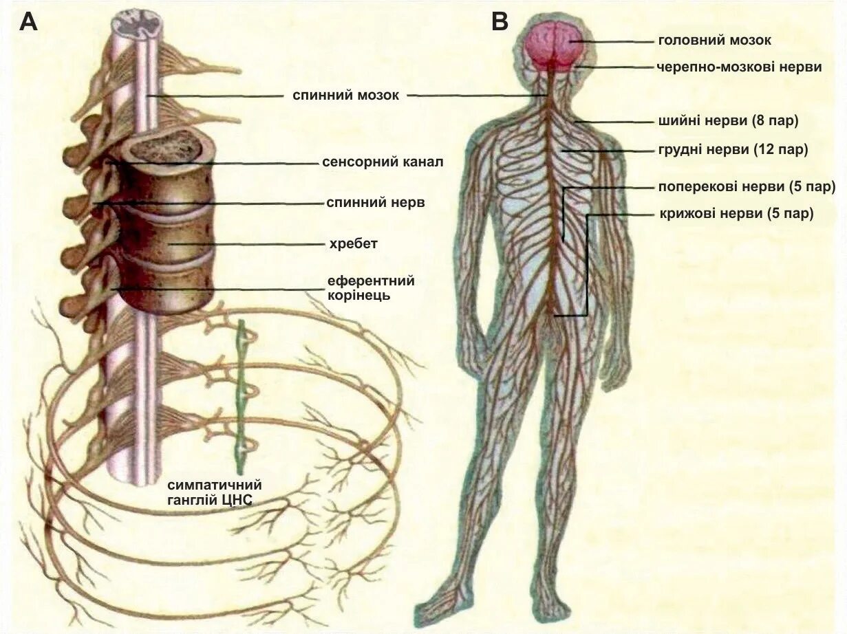 Периферическая нервная система анатомия строение. Строение центральной нервной системы спинной мозг. Нервная система схема спинного мозга. Нервная система головной мозг спинной мозг нервы.