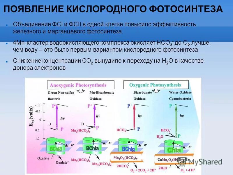 появление водорослей появление фотосинтеза. растения. появление фотосинтеза эра. процесс протекания фотосинтеза. как происходит фотосинтез у растений.