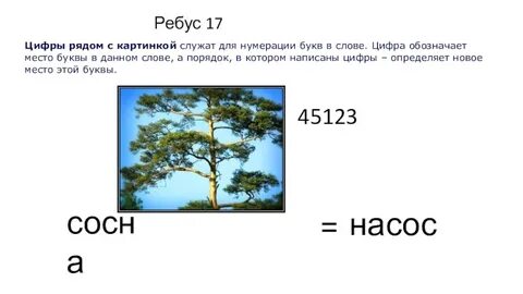 Найди слово в слове сосны