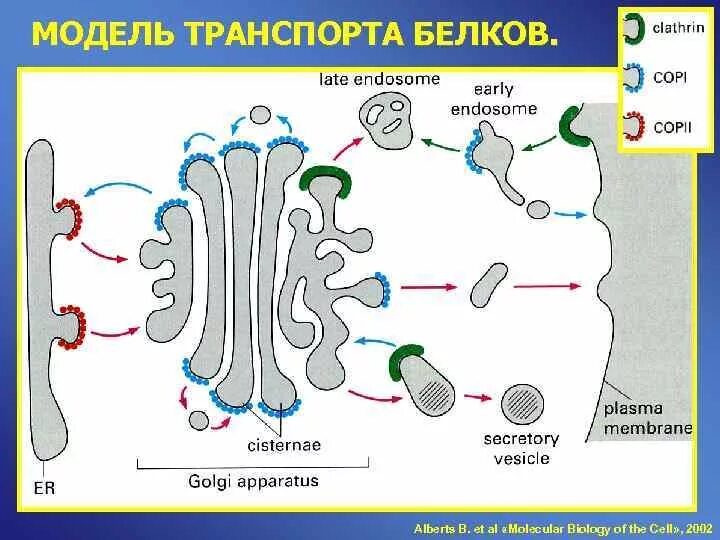 Белковый транспорт. Транспорт белков внутри клетки. Белок упрощенная схема. Транспорт белков в органеллы. Транспорт на уровне структур клетки белков.