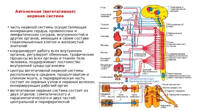Вегетативная нервная система схема иннервации органов. Иннервация сердца вегетативная нервная система. Симпатическая иннервация внутренних органов. Иннервация вегетативной нервной системы таблица.