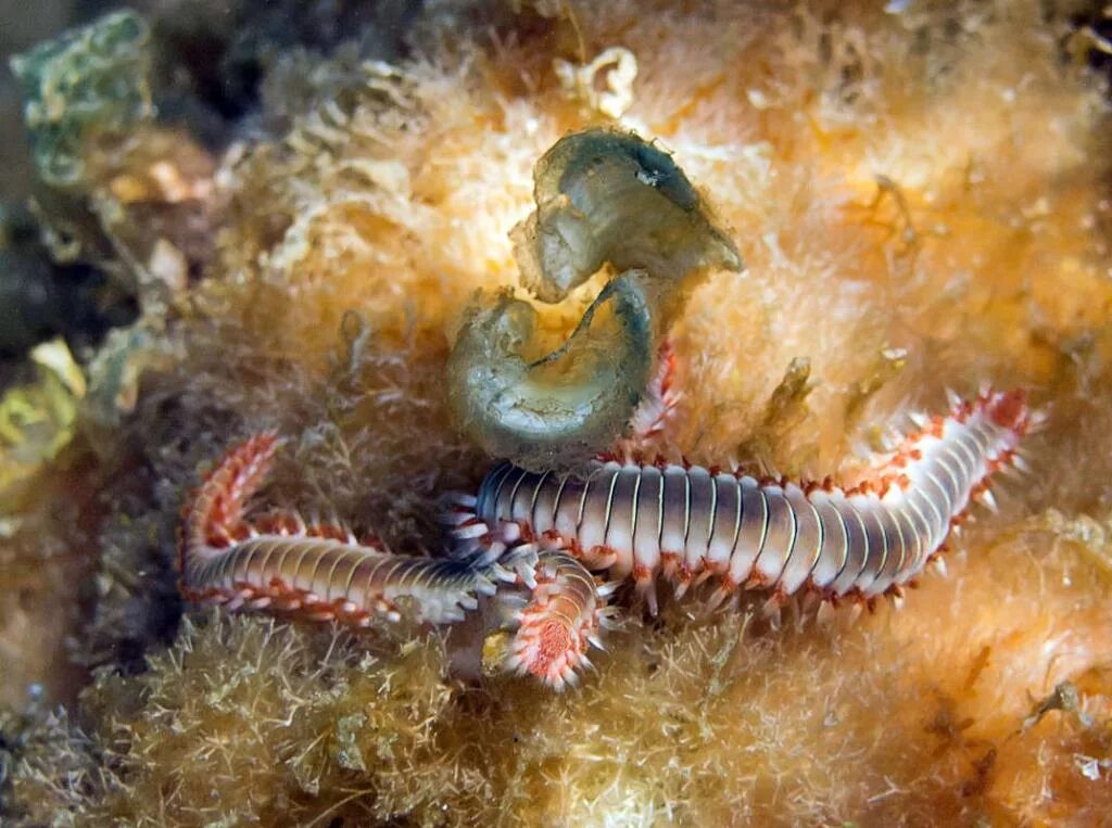 Морской червь размер. Полихета нереис. Морские многощетинковые черви. Морские кольчатые черви.